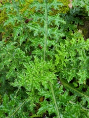 Cirsium japonicum australe