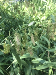 Chasmanthium