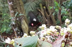 Parides anchises