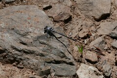 Austroargiolestes calcaris