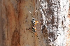 Xanthocryptus novozealandicus