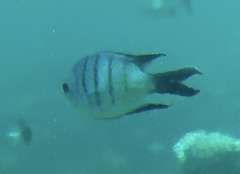 Abudefduf whitleyi