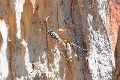 Xanthocryptus novozealandicus
