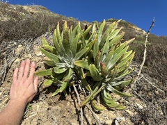 Dudleya virens insularis
