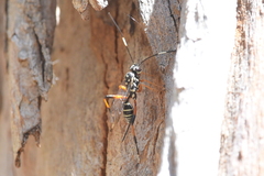 Xanthocryptus novozealandicus