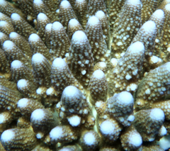 Acropora humilis