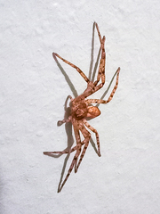 Philodromus cespitum
