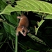 Zeledon's Mouse Opossum - Photo (c) Anthony Ramírez Murillo, some rights reserved (CC BY-NC), uploaded by Anthony Ramírez Murillo