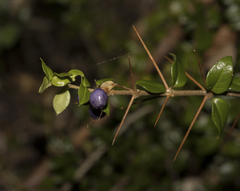 Rhaphithamnus spinosus
