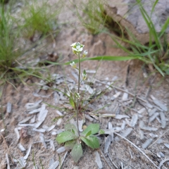 Tomostima cuneifolia