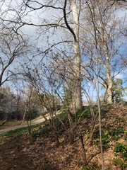 Sambucus cerulea