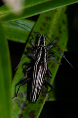 Navomorpha lineata