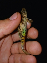 Scinax boulengeri