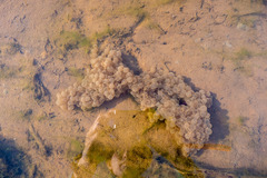 Rana longicrus