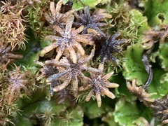 Marchantia polymorpha