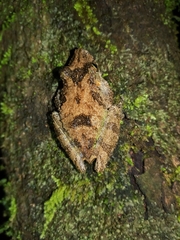 Scinax boulengeri