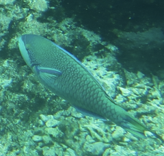 Scarus globiceps