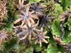 Marchantia polymorpha