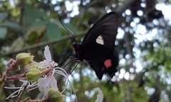 Parides anchises
