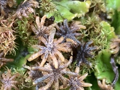Marchantia polymorpha