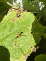 Ctenochares bicolorus