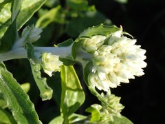 Pseudognaphalium biolettii