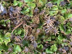 Marchantia polymorpha