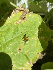 Ctenochares bicolorus