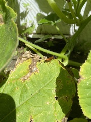 Ctenochares bicolorus