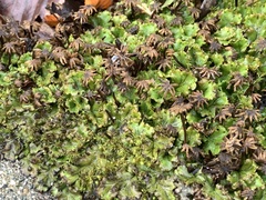Marchantia polymorpha