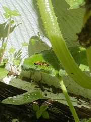Ctenochares bicolorus
