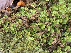 Marchantia polymorpha