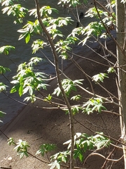 Aesculus californica