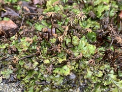 Marchantia polymorpha
