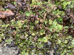 Marchantia polymorpha