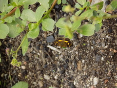 Telenassa berenice