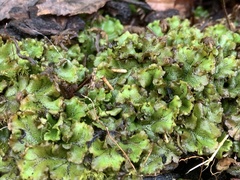 Marchantia polymorpha