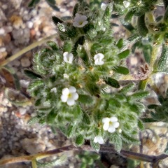 Eremocarya micrantha