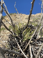 Dudleya virens insularis
