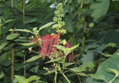 Calliandra houstoniana