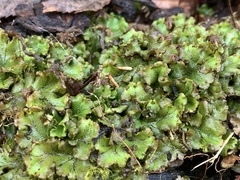 Marchantia polymorpha
