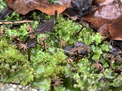 Marchantia polymorpha