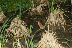 Ixobrychus cinnamomeus