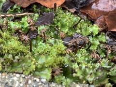 Marchantia polymorpha