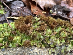 Marchantia polymorpha