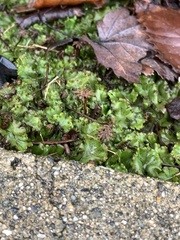 Marchantia polymorpha
