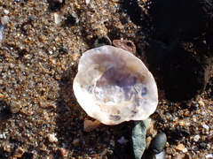 Pododesmus macrochisma