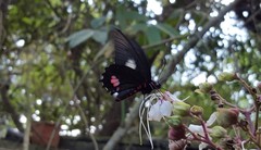 Parides anchises