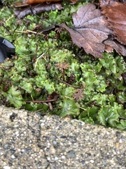 Marchantia polymorpha