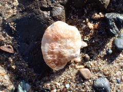 Pododesmus macrochisma